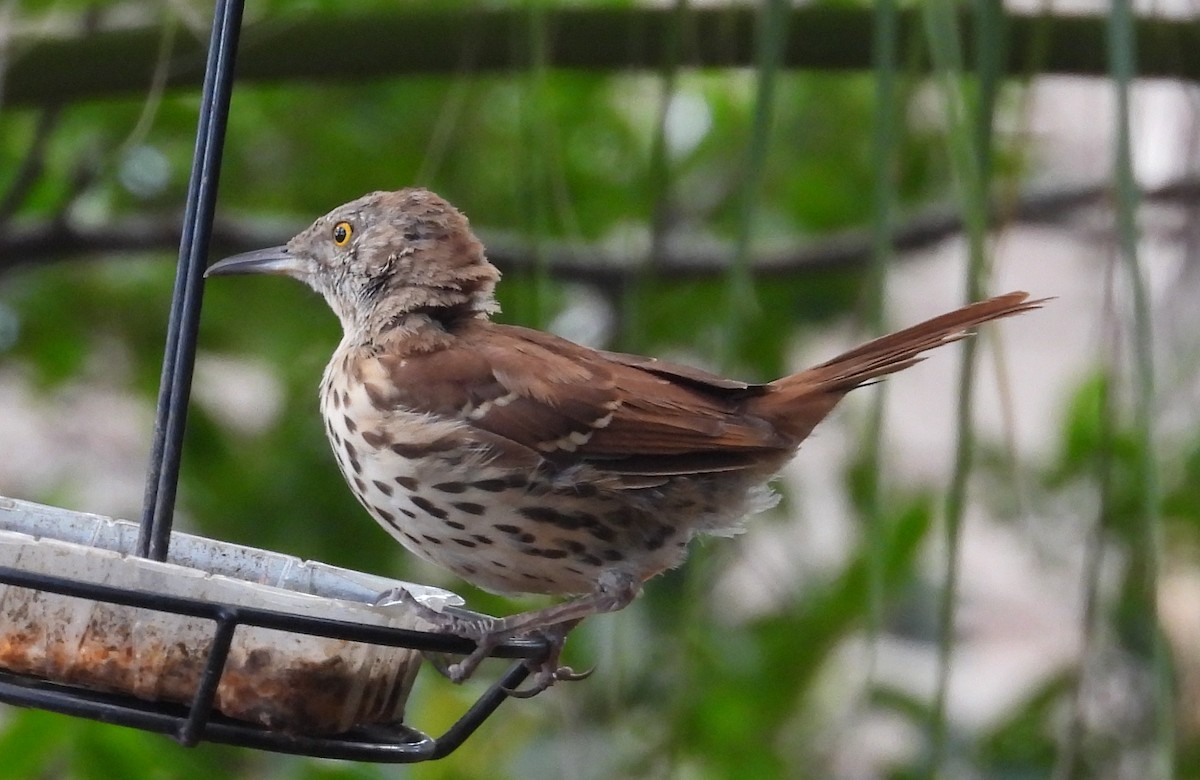 Brown Thrasher - ML641962730