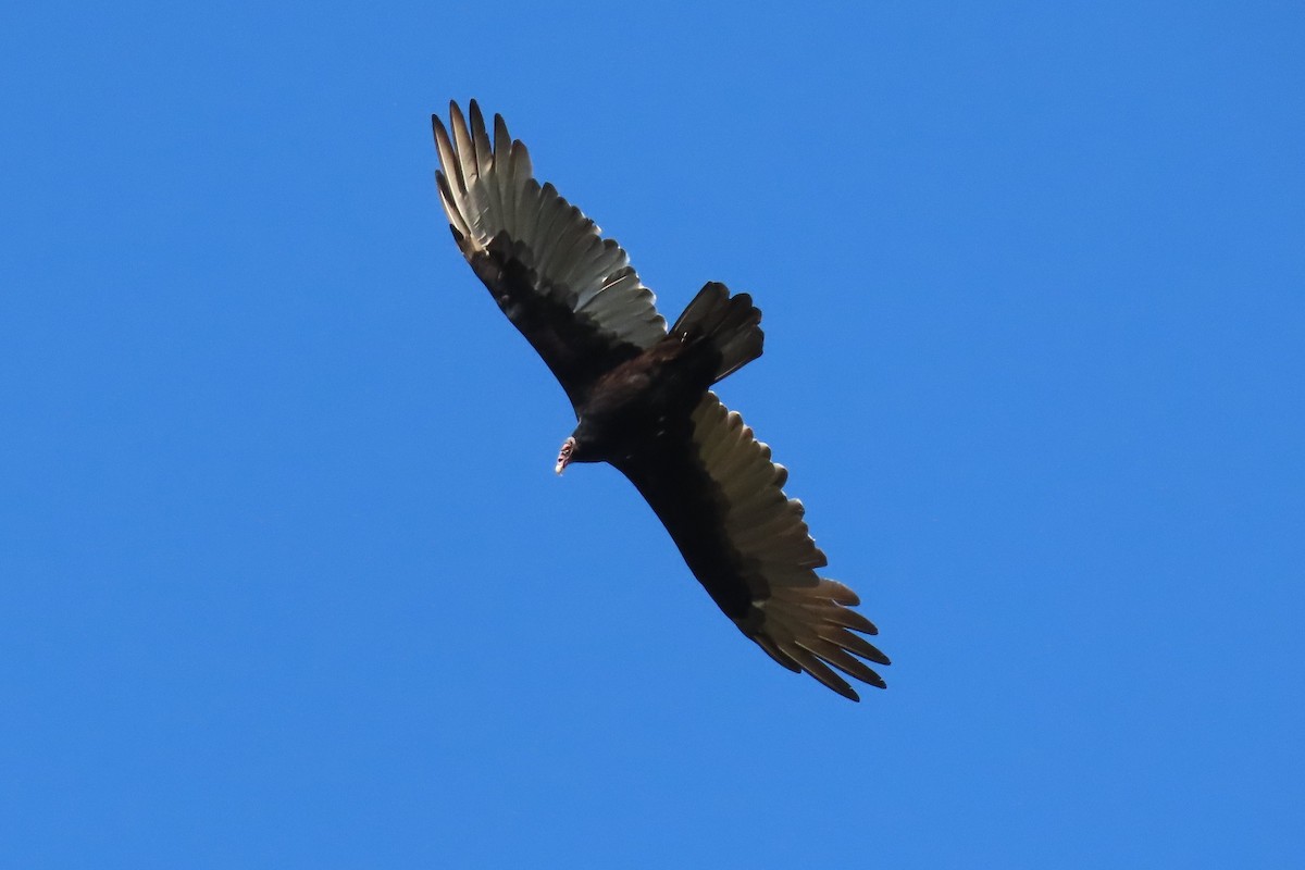 Turkey Vulture (Northern) - ML641962733