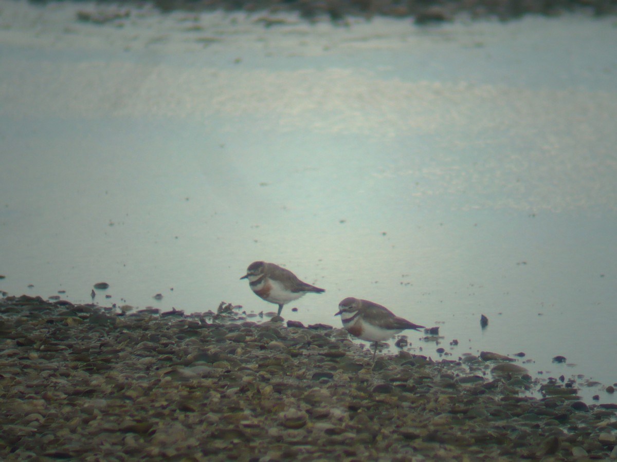 Double-banded Plover - ML641962735