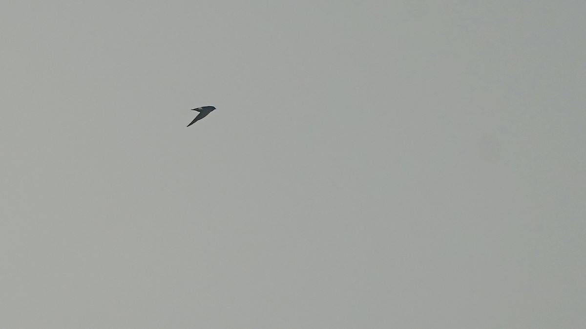 Little Swift - ML641962737