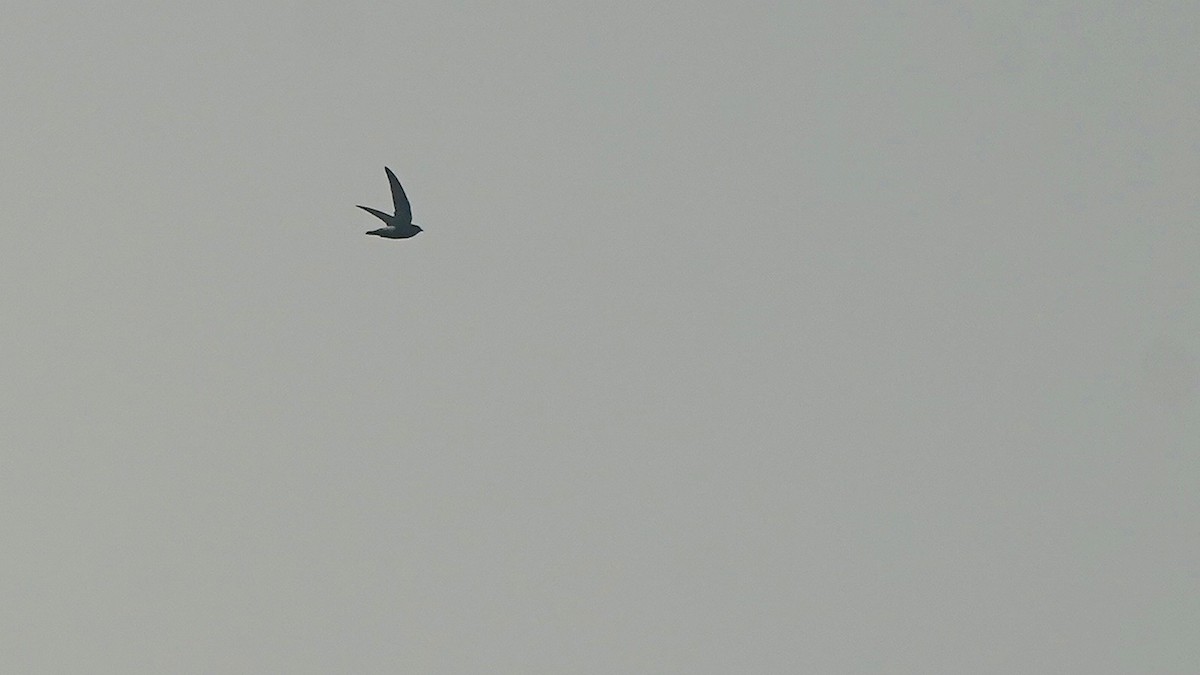 Little Swift - ML641962738