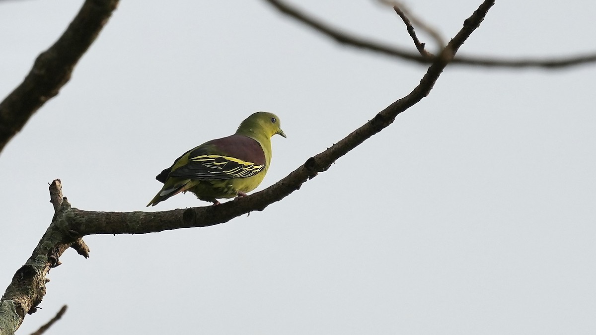 Gray-fronted Green-Pigeon - ML641962742