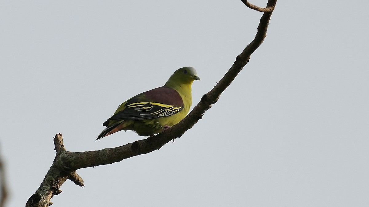 Gray-fronted Green-Pigeon - ML641962745