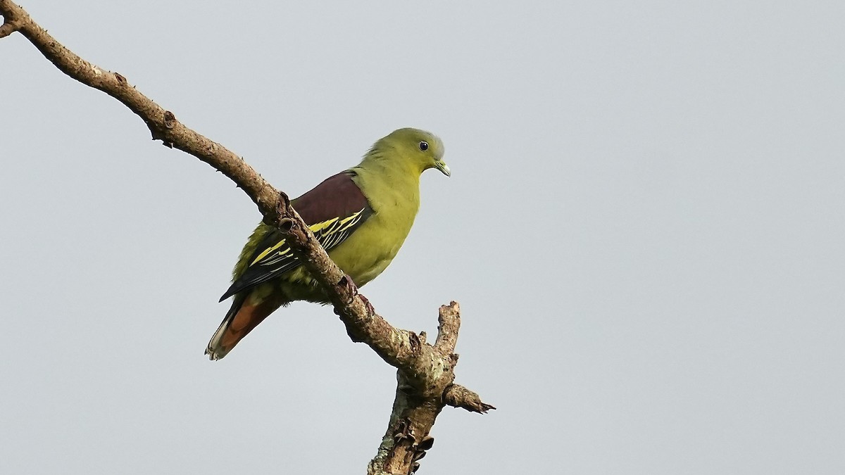 Gray-fronted Green-Pigeon - ML641962746