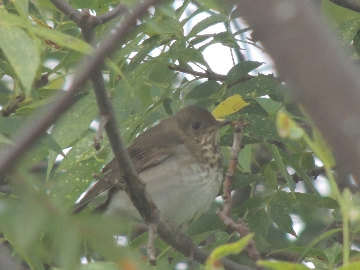 Gray-cheeked Thrush - ML641962750