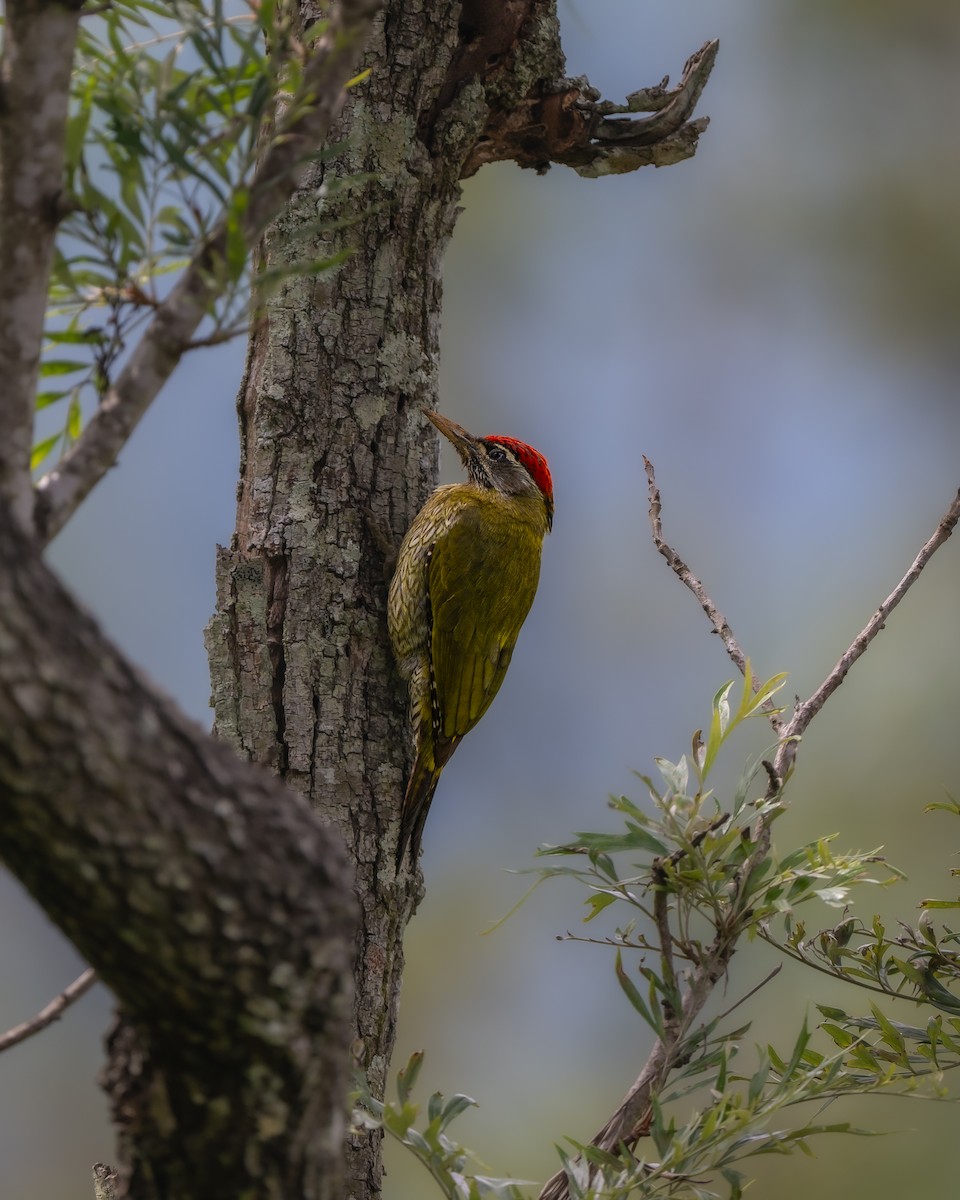 Streak-throated Woodpecker - ML641962756