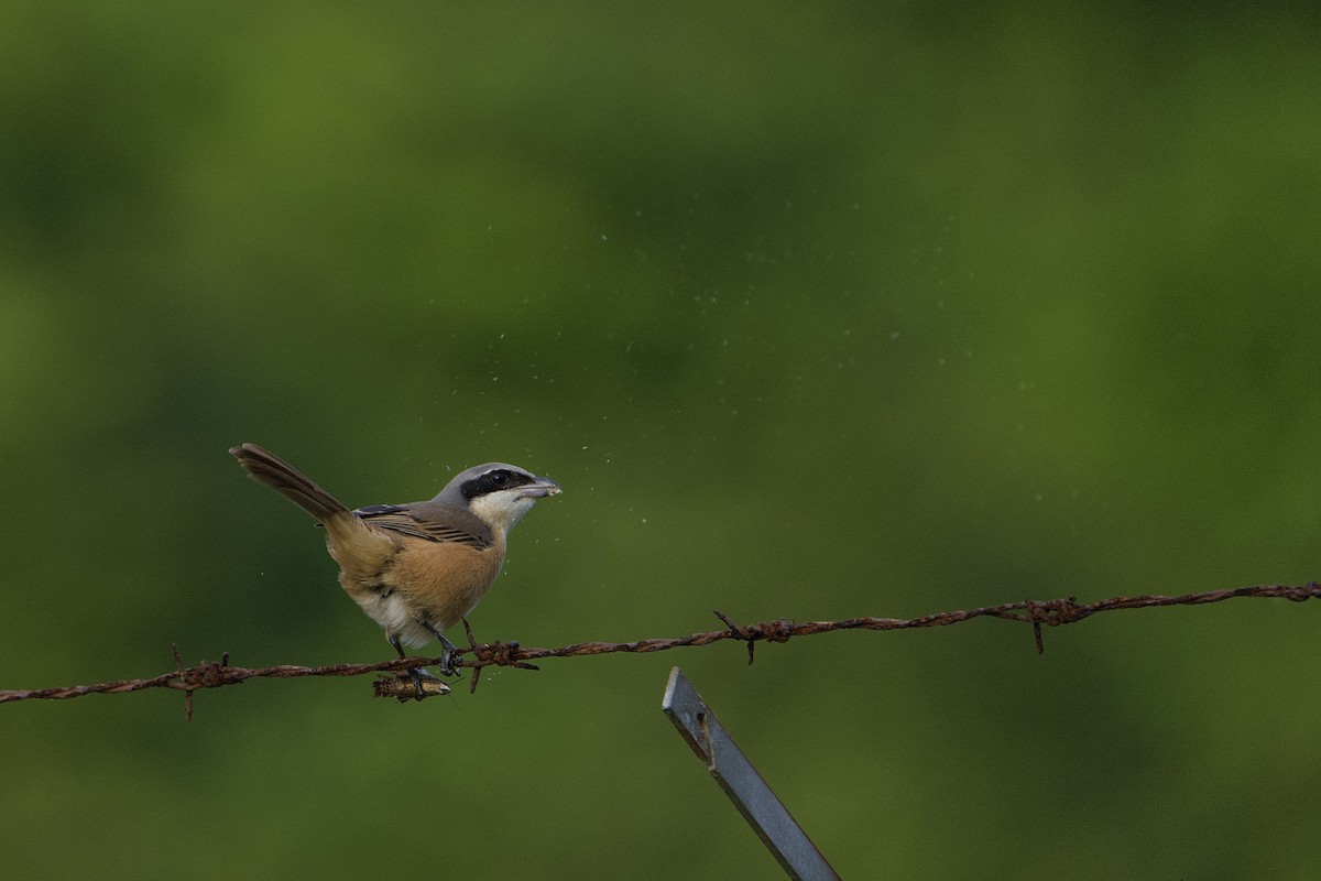 Brown Shrike (Philippine) - ML641962761