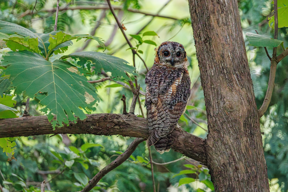 Mottled Wood-Owl - ML641962763