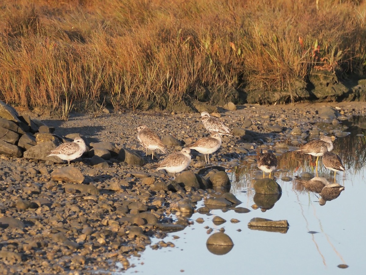 Black-bellied Plover - ML641962765