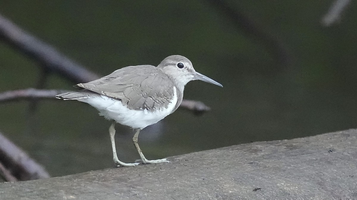 strandsnipe - ML641962766