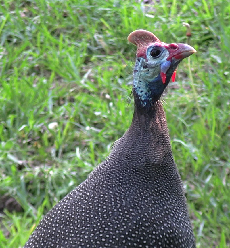 Helmeted Guineafowl - ML641962774