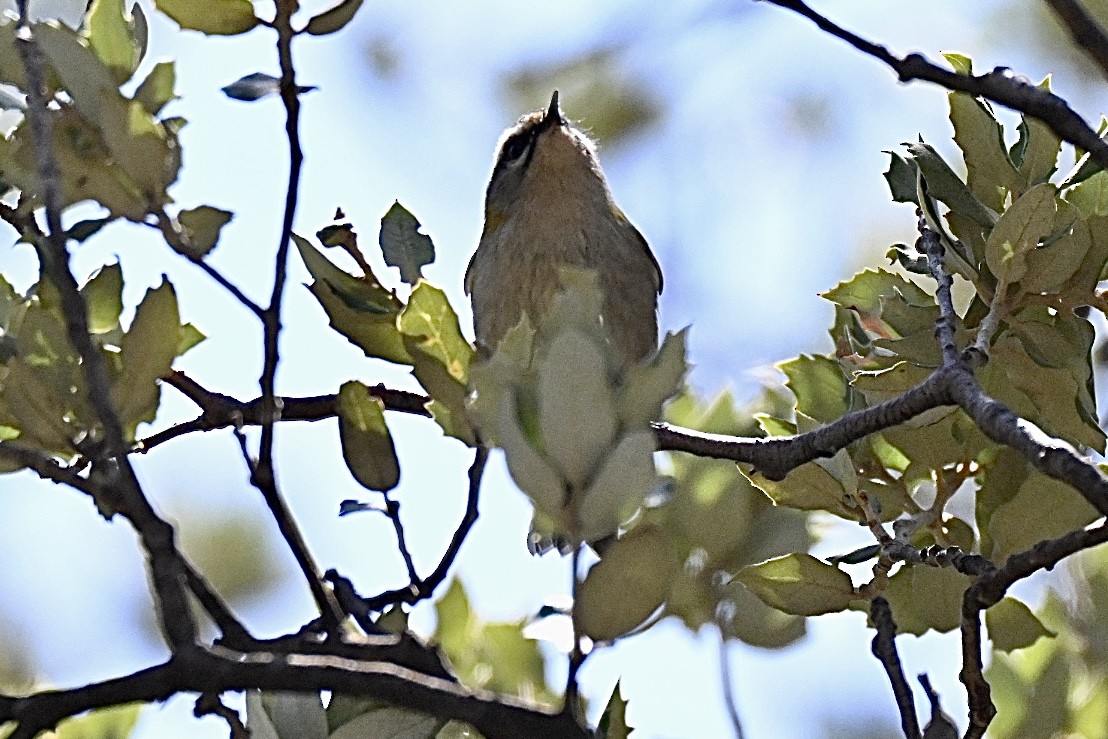 Common Firecrest - ML641962781