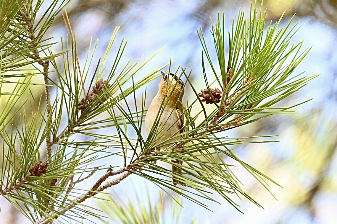 Common Firecrest - ML641962783