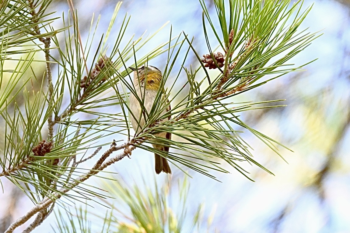 Common Firecrest - ML641962784