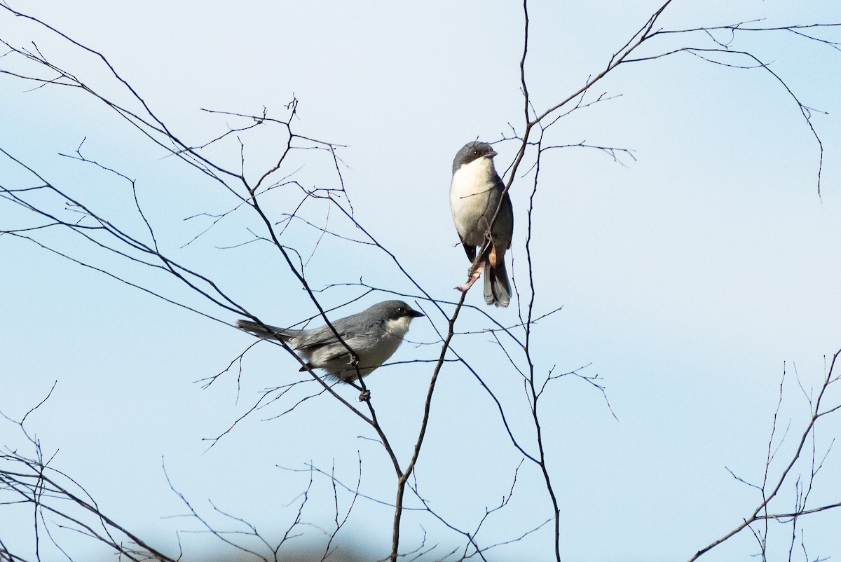 Cinereous Warbling Finch - ML641962787