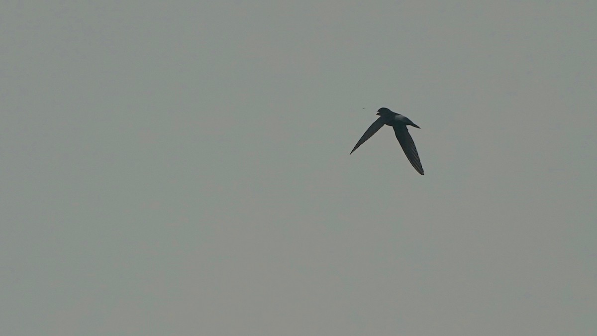 Little Swift - ML641962792