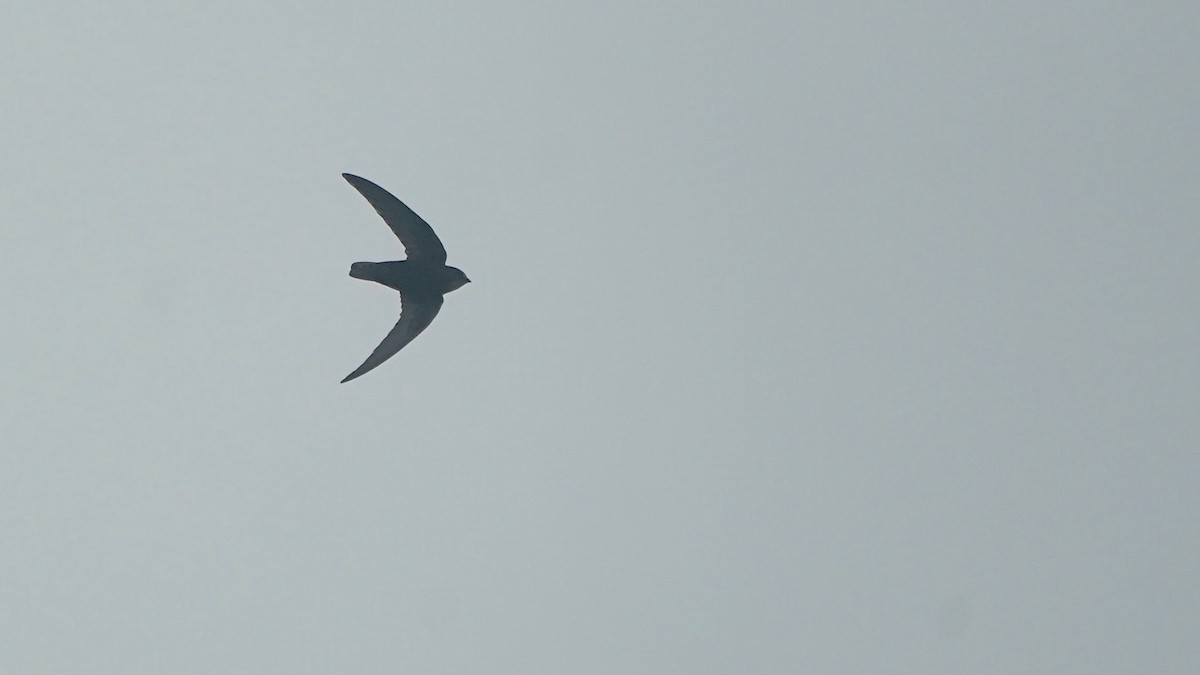 Little Swift - ML641962796