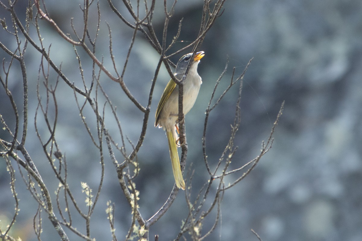 serraspurv - ML641962798