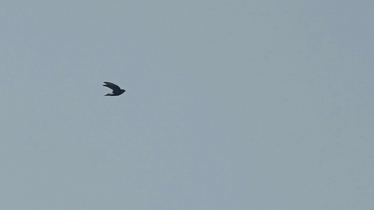 Little Swift - ML641962802