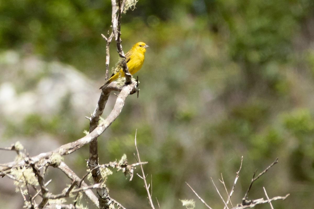 Stripe-tailed Yellow-Finch - ML641962810