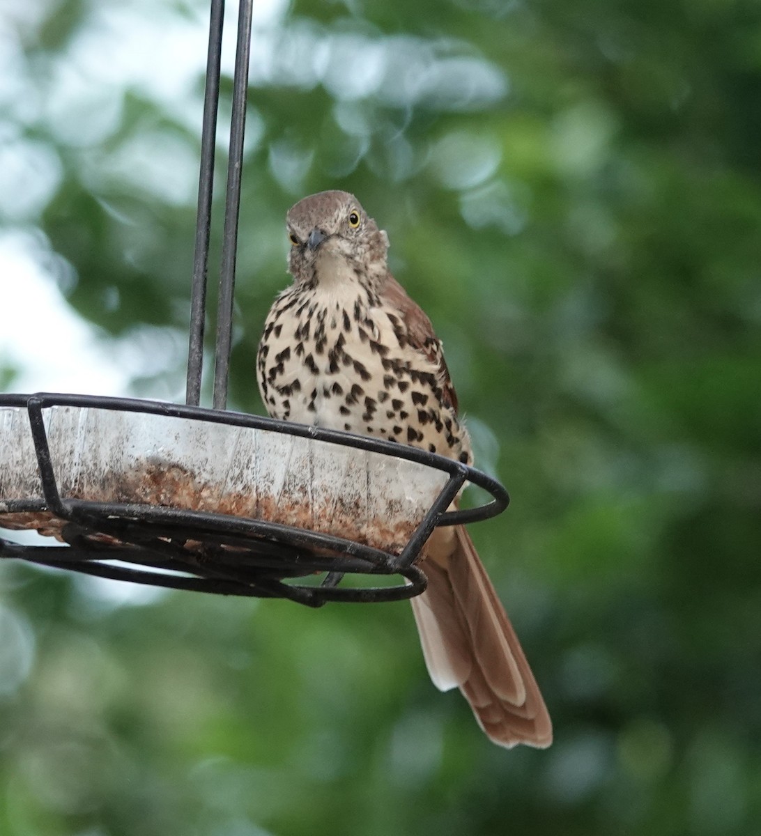 Brown Thrasher - ML641962825