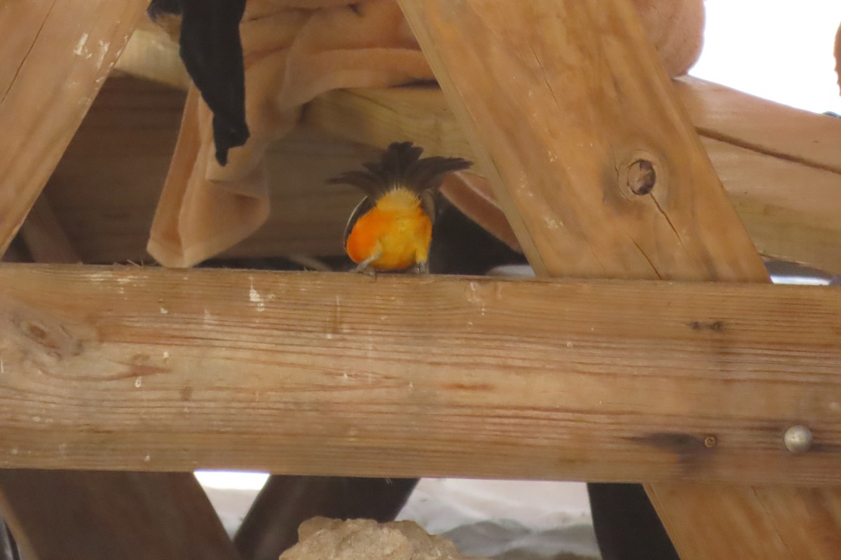 Venezuelan Troupial - ML641962835