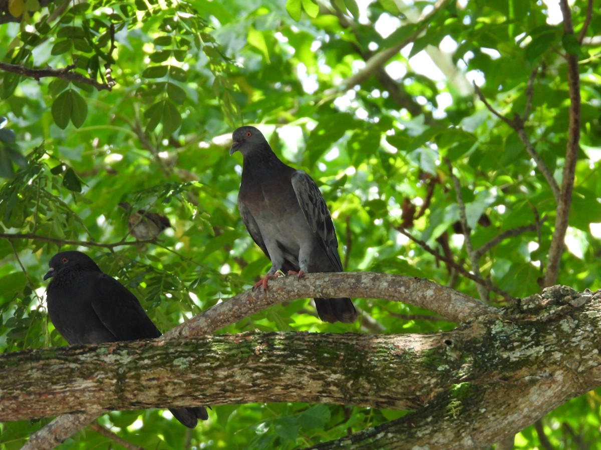 Rock Pigeon (Feral Pigeon) - ML641962847
