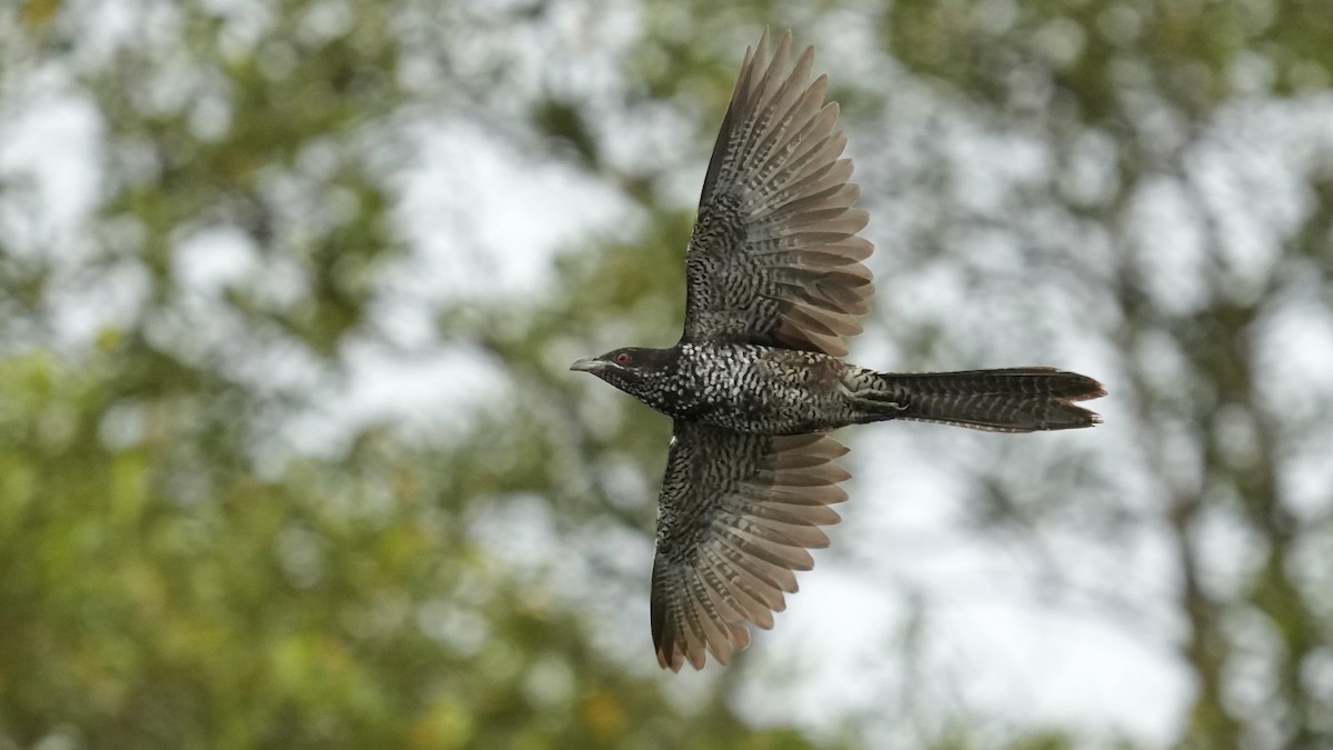 Asian Koel - ML641962854