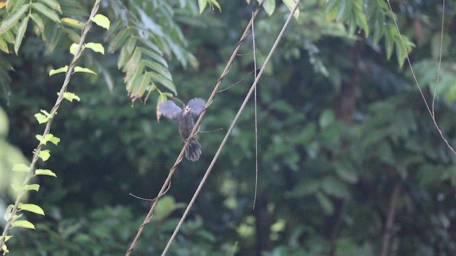 Groove-billed Ani - ML641962855