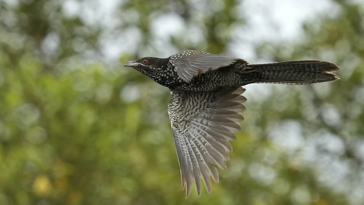 Asian Koel - ML641962856