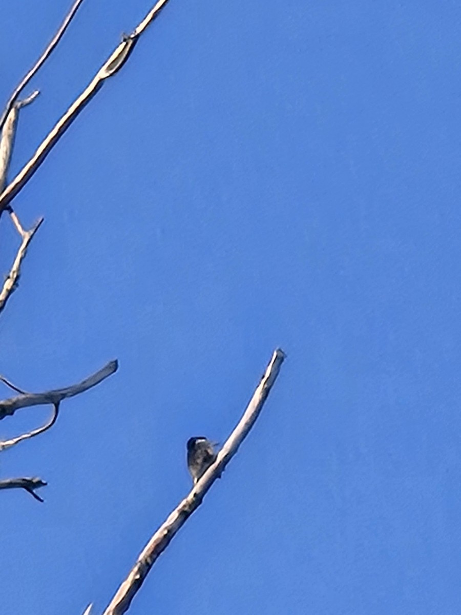 Black-backed Woodpecker - ML641962857