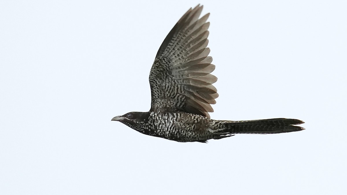 Asian Koel - ML641962858