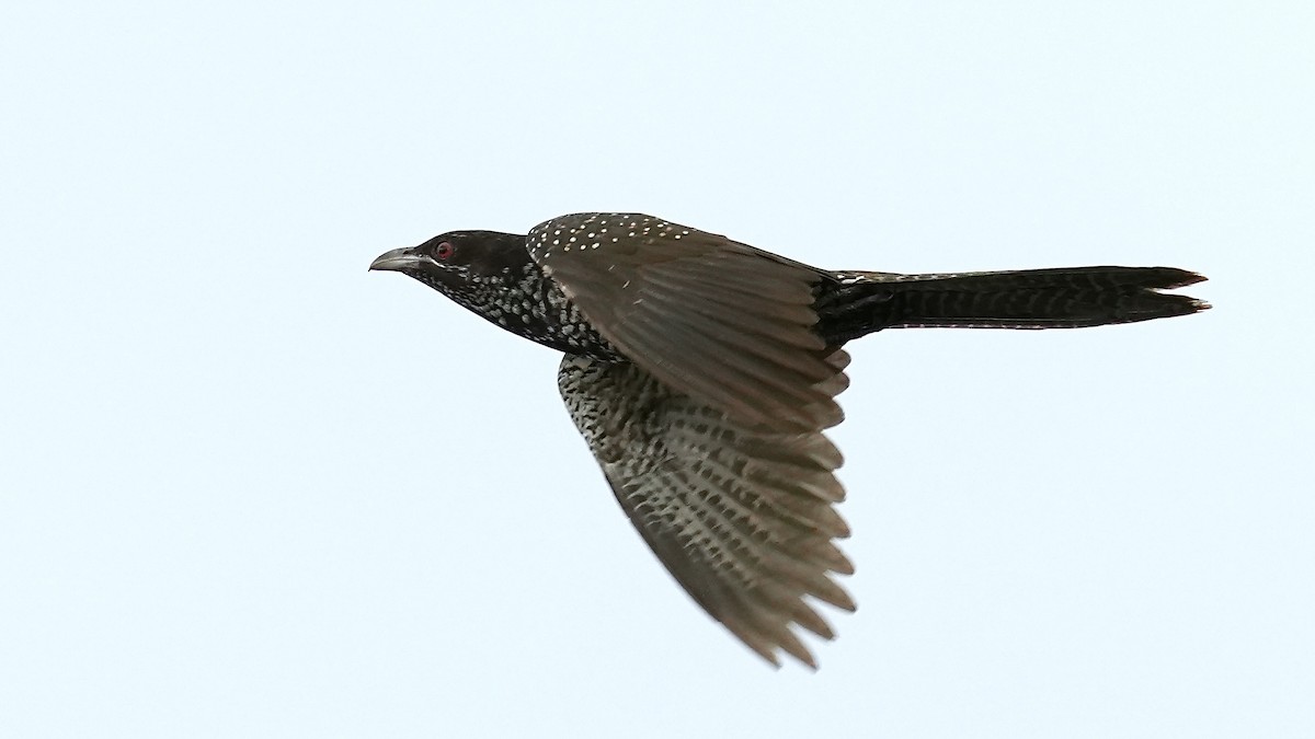 Asian Koel - ML641962859