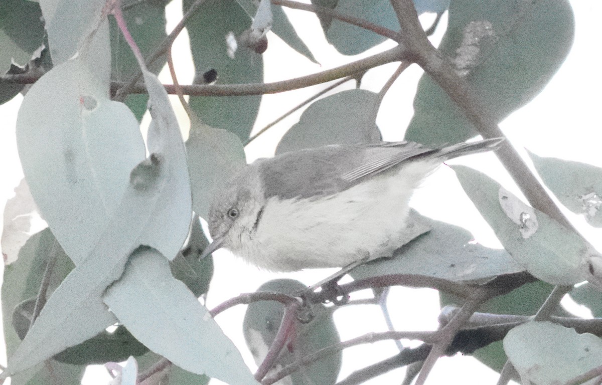 Western Thornbill - ML641962860