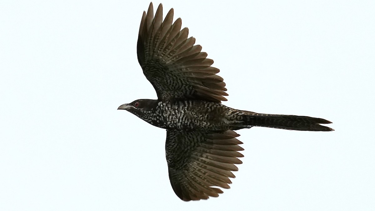 Asian Koel - ML641962861