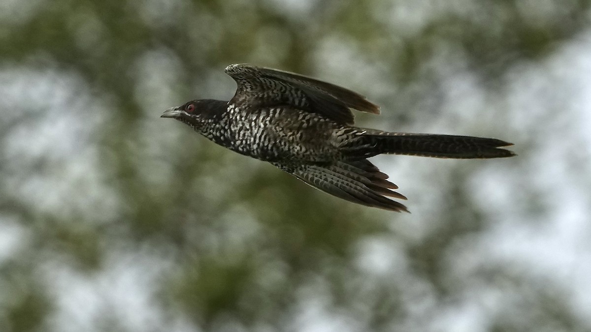 Asian Koel - ML641962862