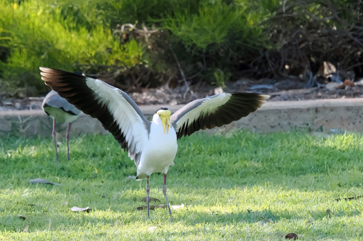 Masked Lapwing - ML641962867