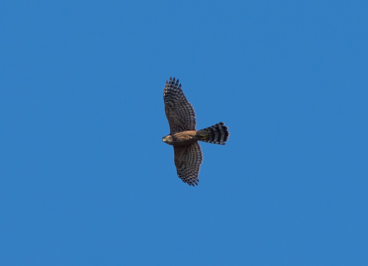 蒼鷹 - ML641962880