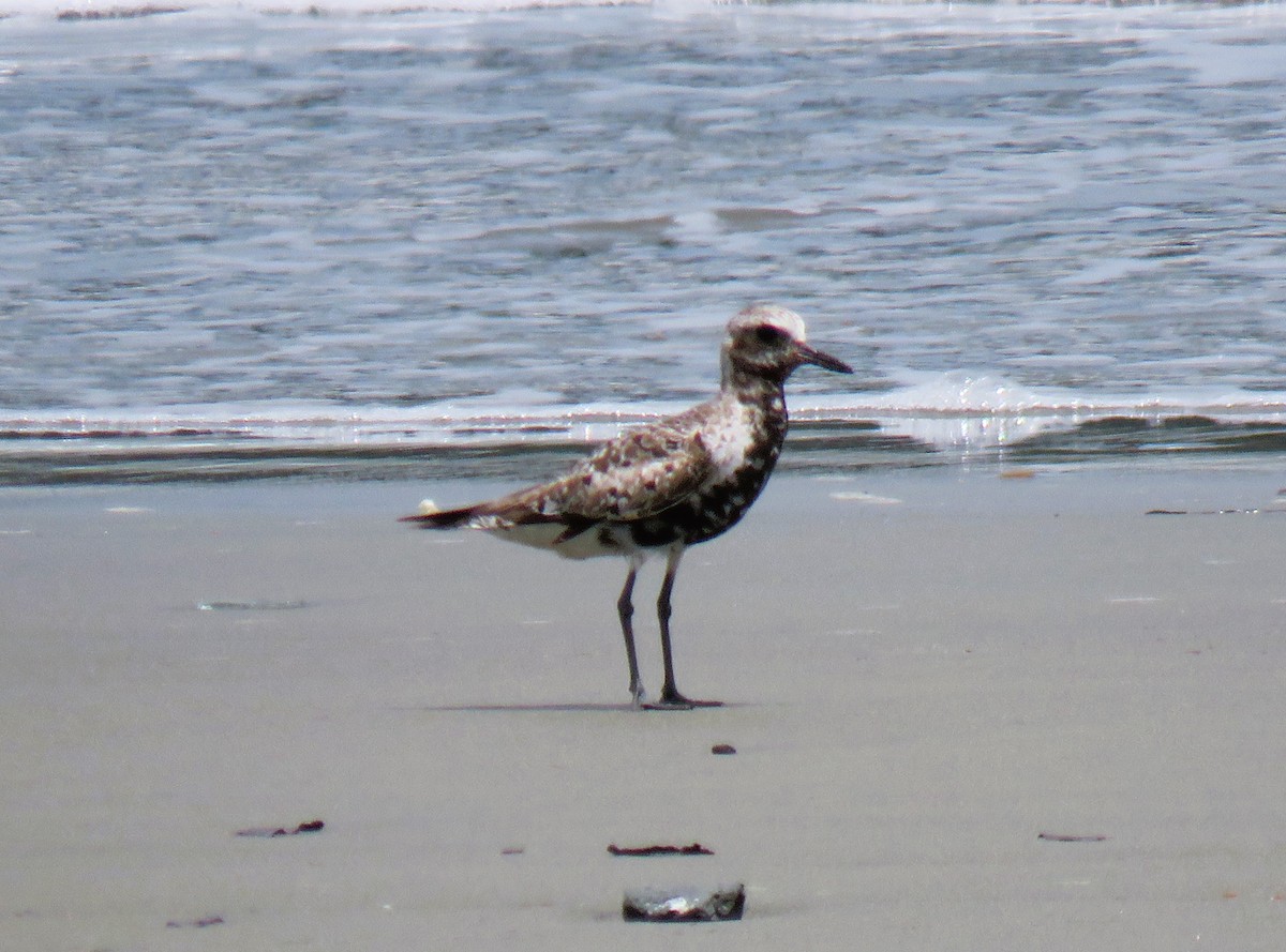 Black-bellied Plover - ML641962889