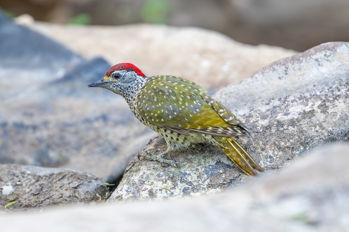 Green-backed Woodpecker - ML641962903