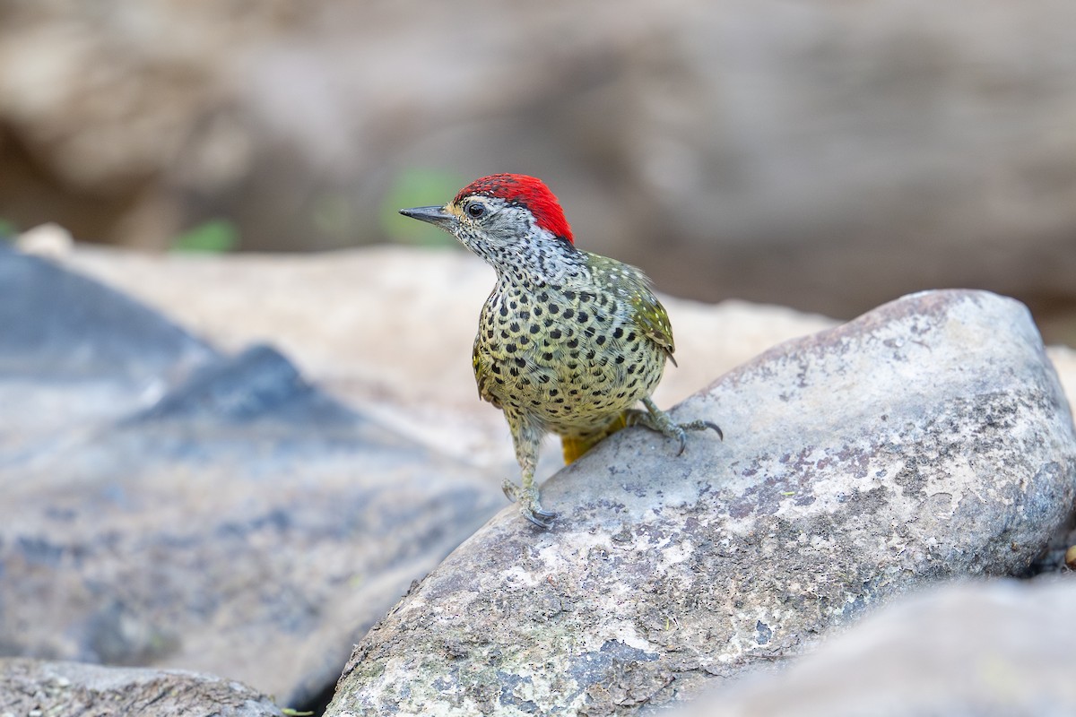 Green-backed Woodpecker - ML641962905