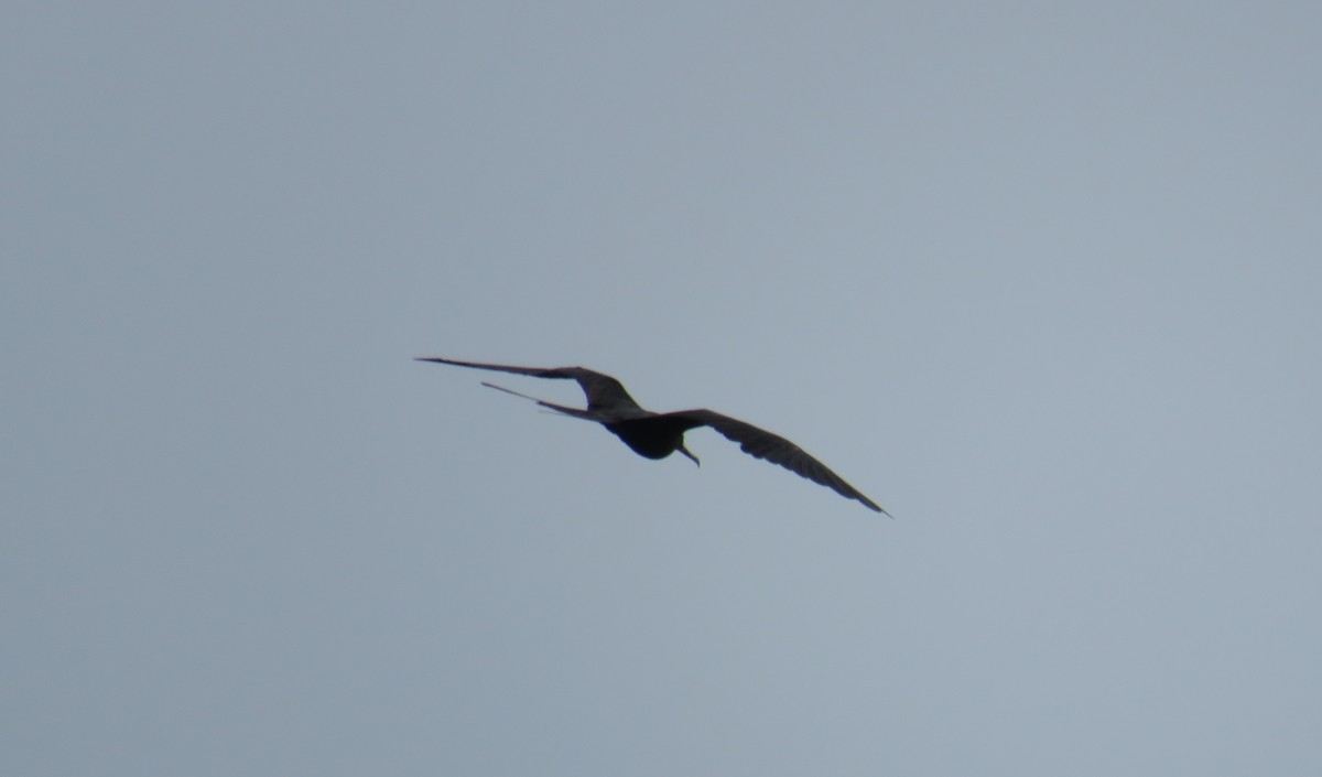 Magnificent Frigatebird - ML641962910