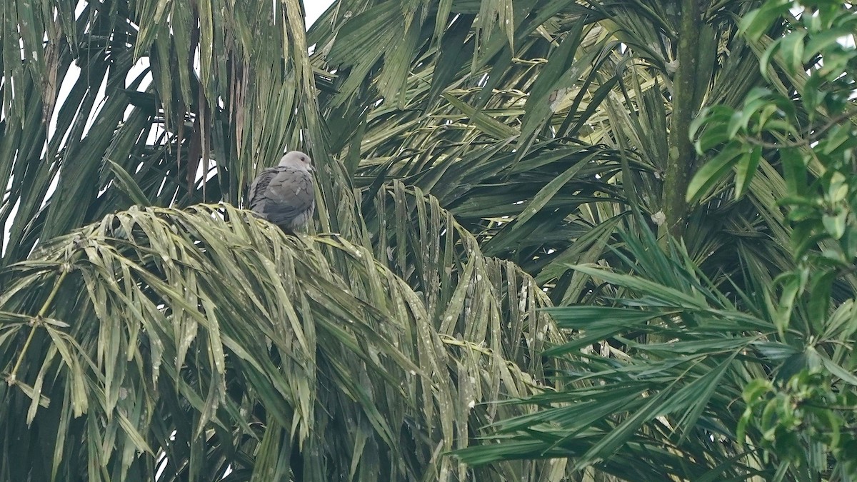 Malabar Has Güvercini - ML641962913