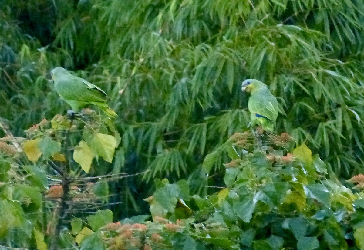 Orange-winged Amazon - ML641962925