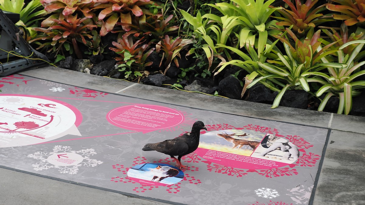 Rock Pigeon (Feral Pigeon) - ML641962931
