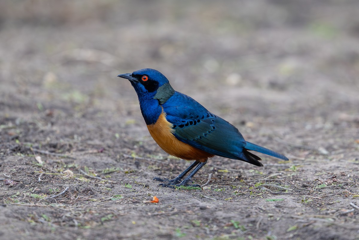 Hildebrandt's Starling - ML641962933