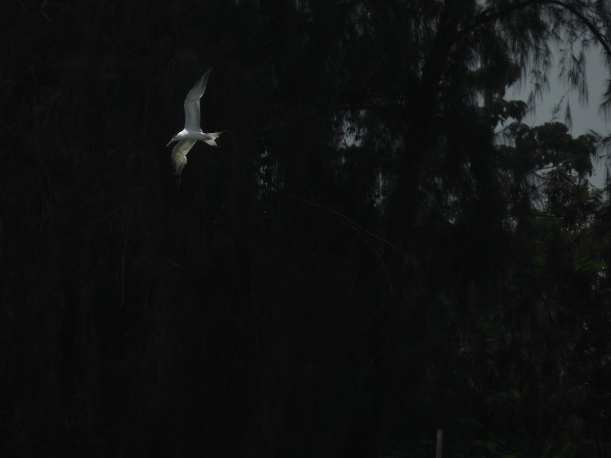 Great Crested Tern - ML641962938