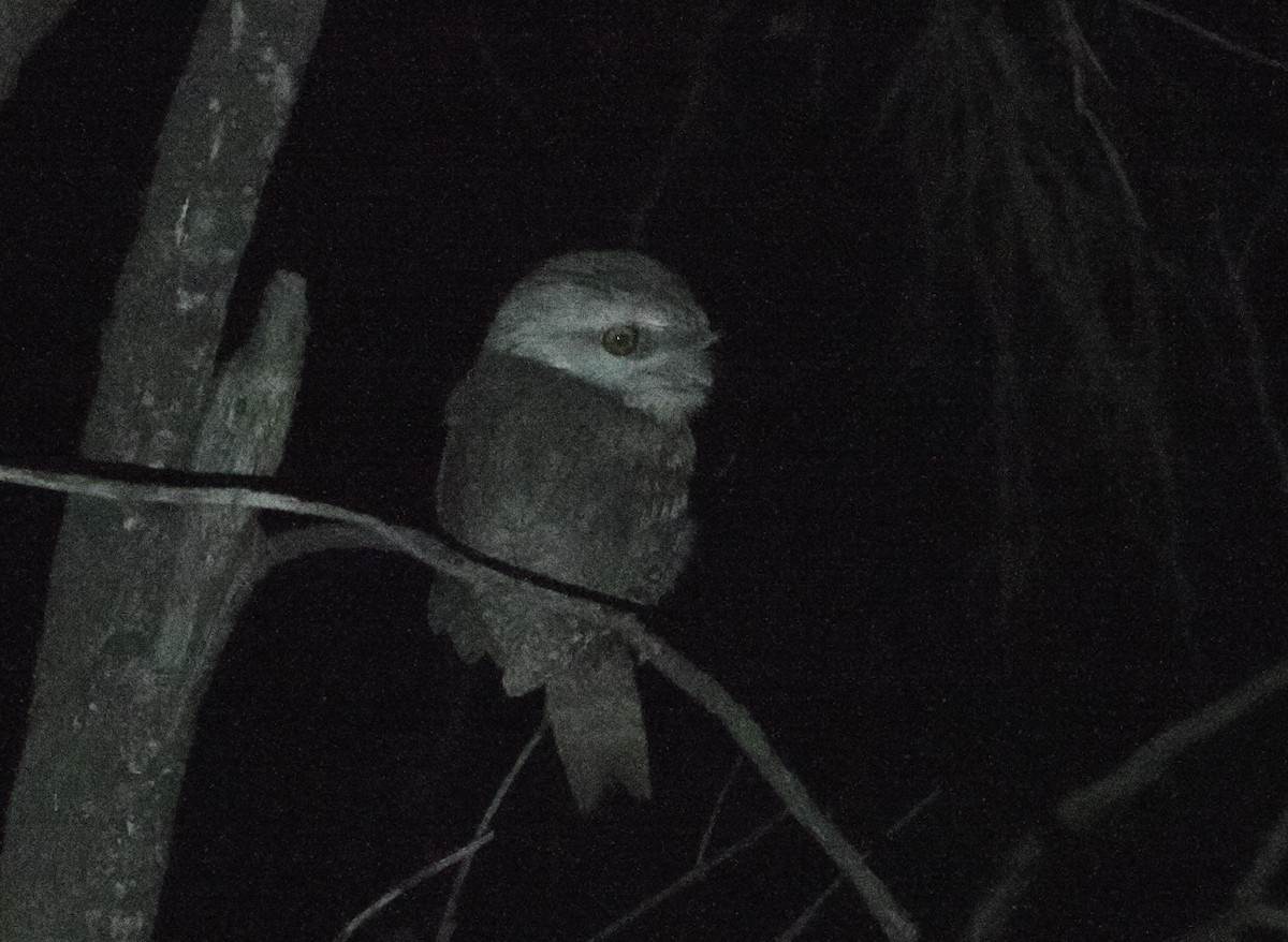 Tawny Frogmouth - ML641962941
