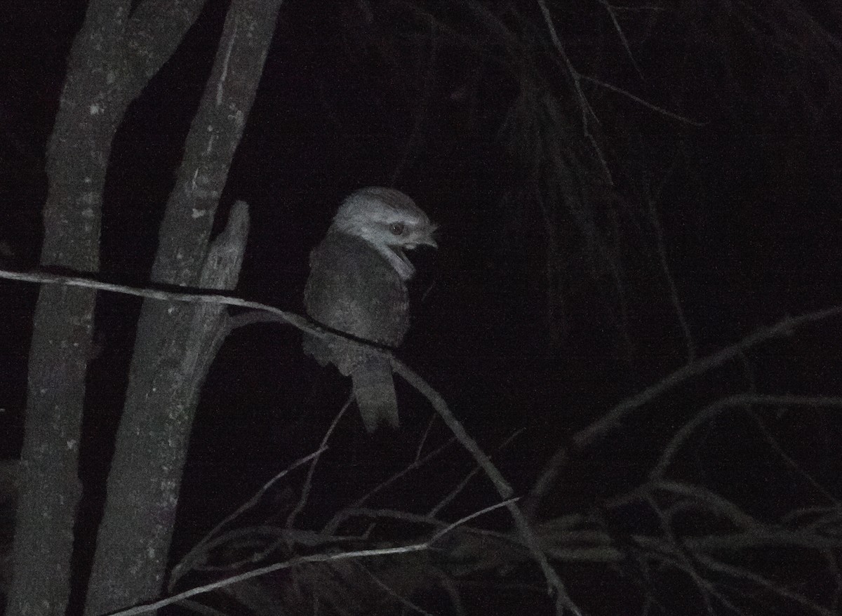 Tawny Frogmouth - ML641962942