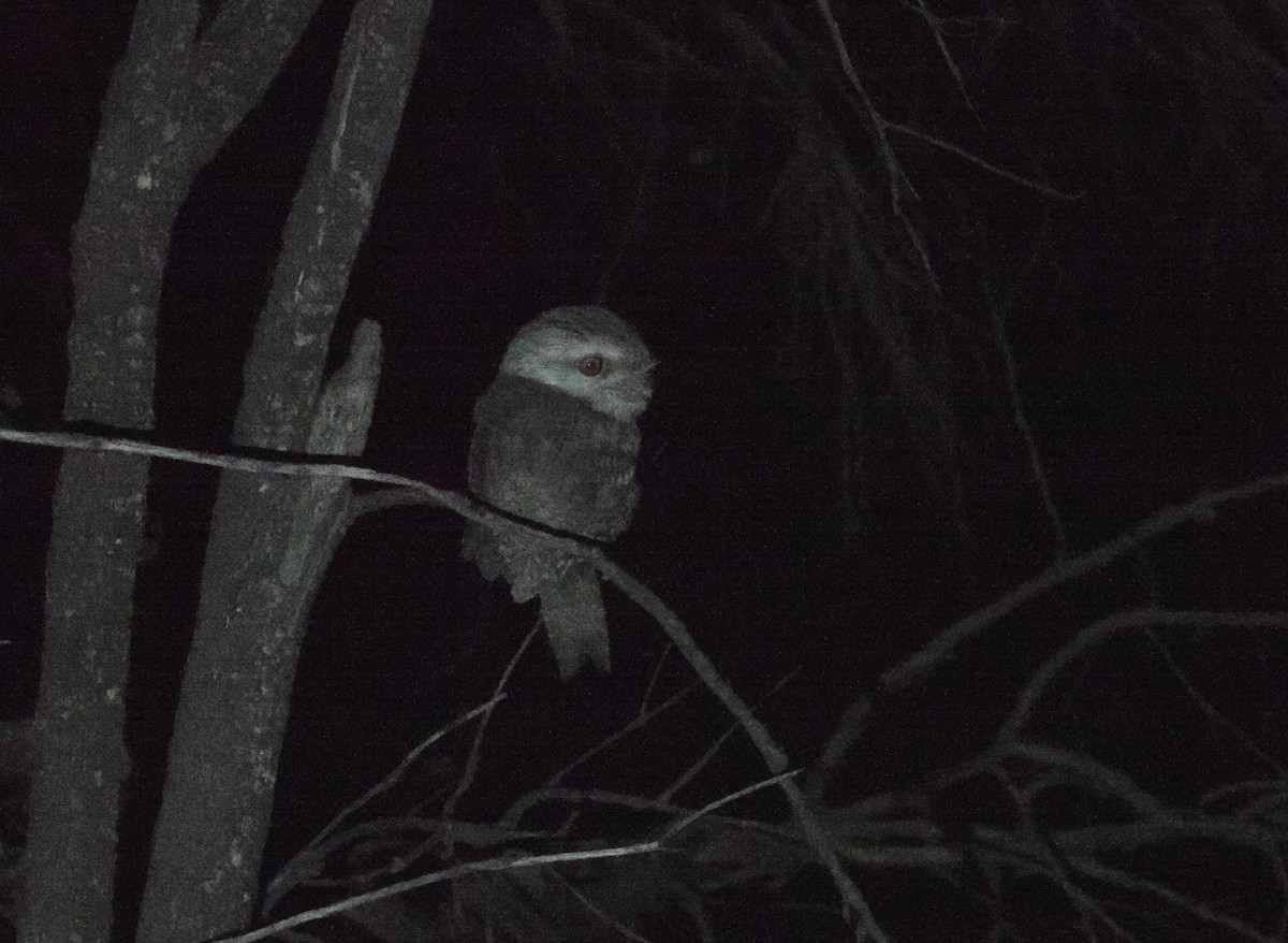 Tawny Frogmouth - ML641962944